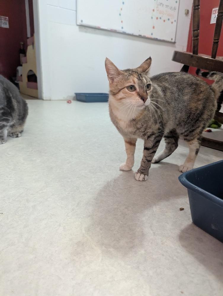 Miss Rich, a Adoptable mixed breed in Salmon, ID image 2/2