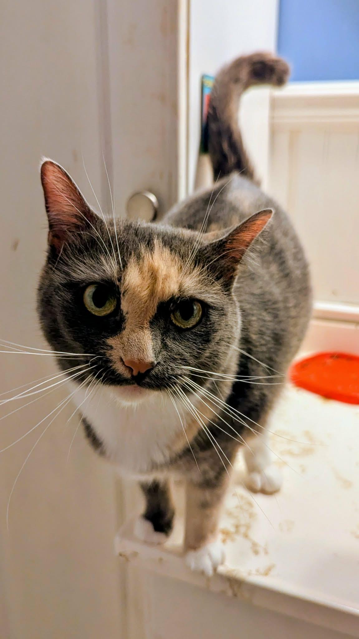 Enlarge Katniss, an adopted Domestic Short Hair in Jacksonville, FL image 1/1