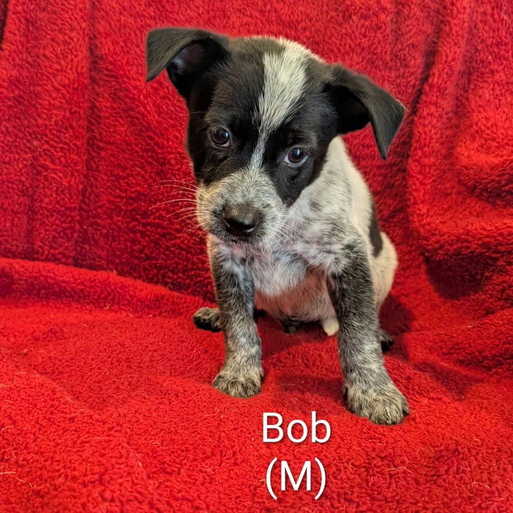 Bob, Adoptable, Puppy Male Australian Cattle Dog / Blue Heeler.
