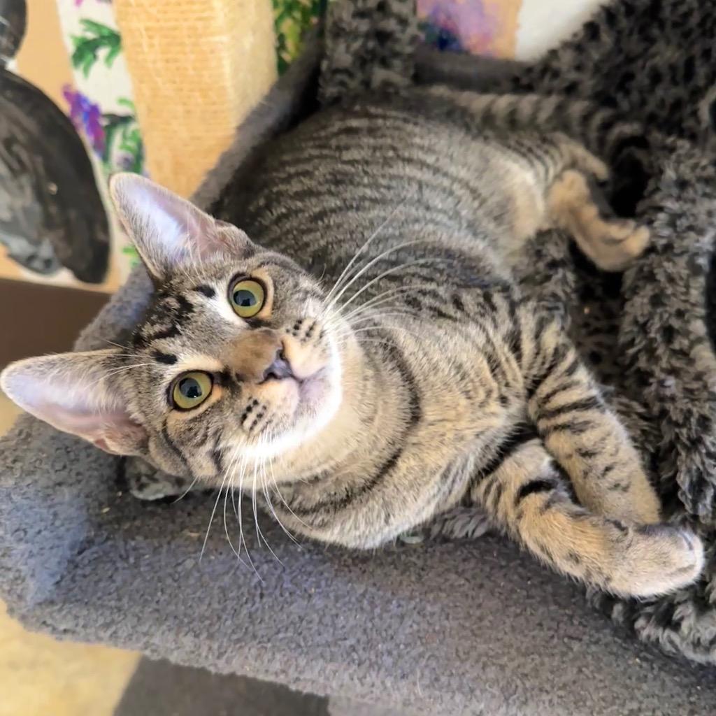 Neytiri, Adoptable, Kitten Female Domestic Short Hair.