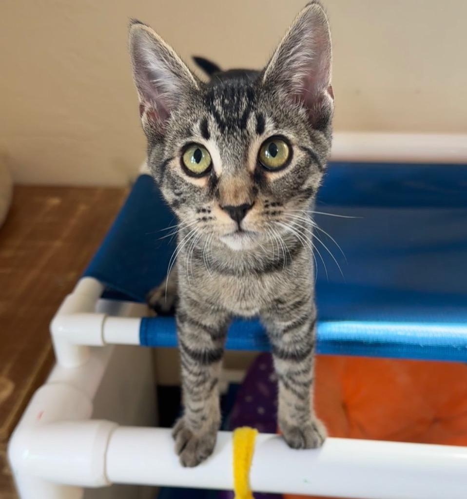 Enlarge Neytiri, a Adoptable mixed breed in Cambria, CA image 2/6