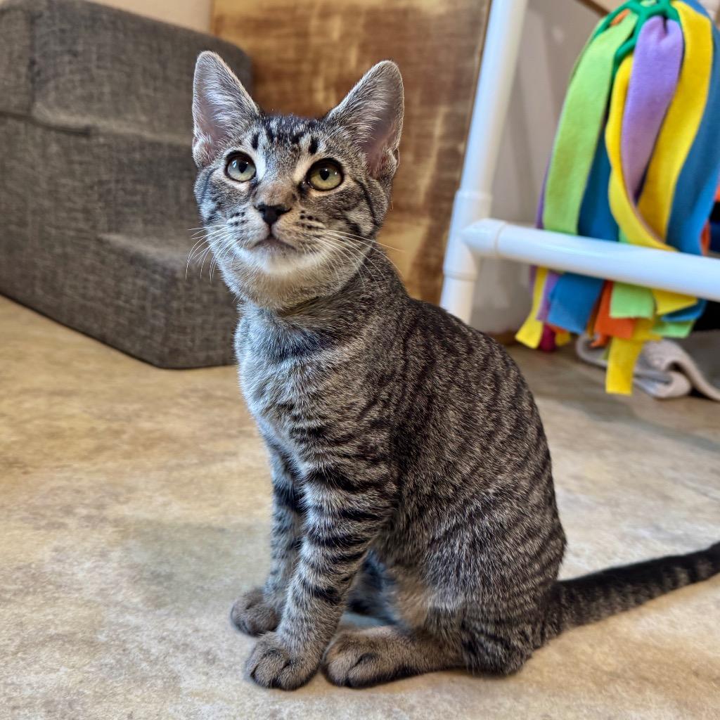 Enlarge Neytiri, a Adoptable mixed breed in Cambria, CA image 3/6