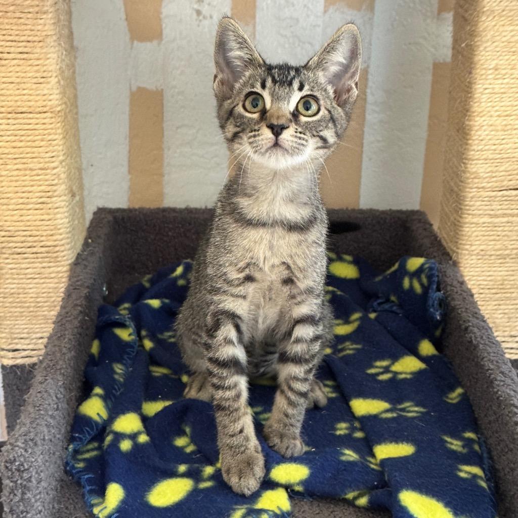 Neytiri, Adoptable, Kitten Female Domestic Short Hair.