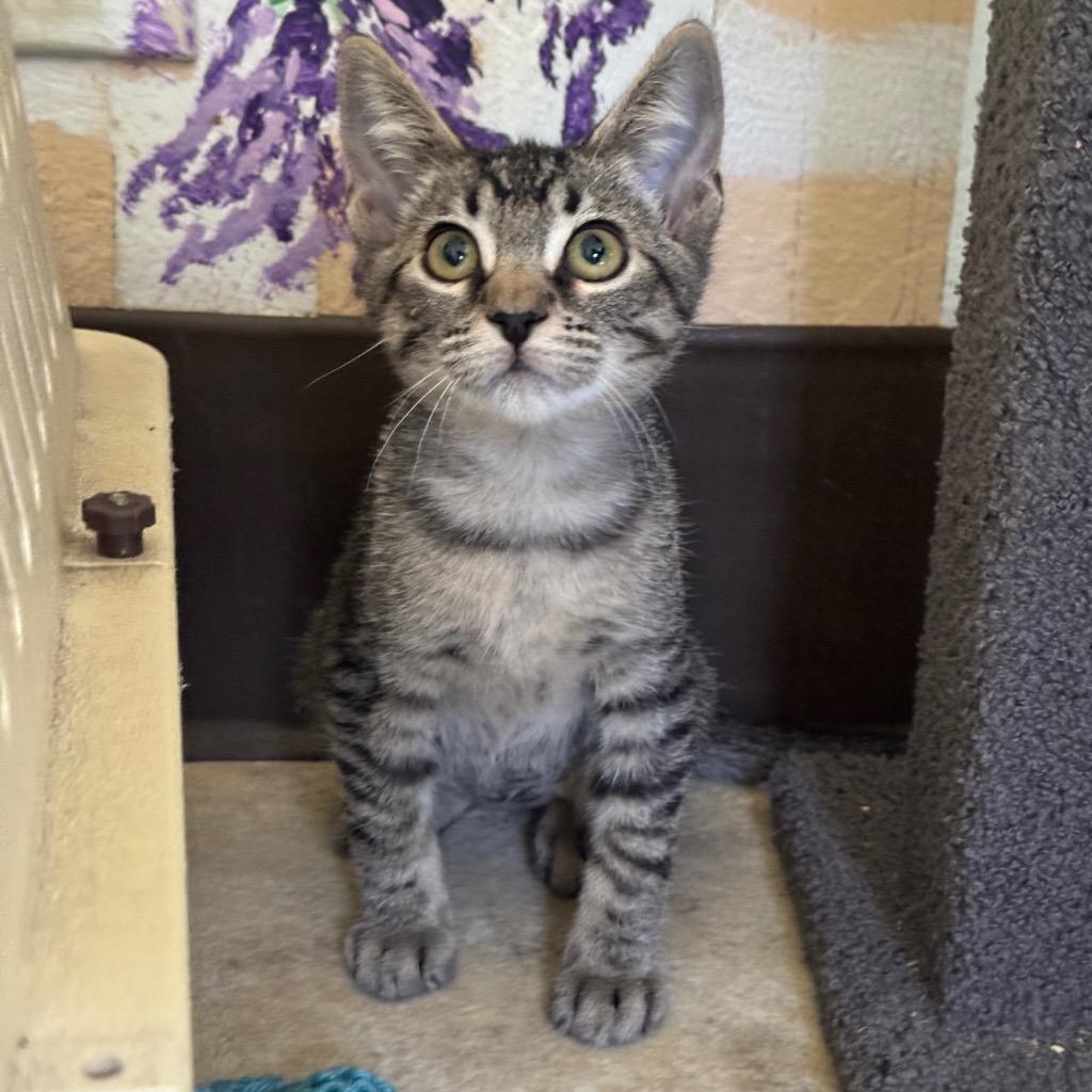 Neytiri, a Adoptable mixed breed in Cambria, CA image 2/3