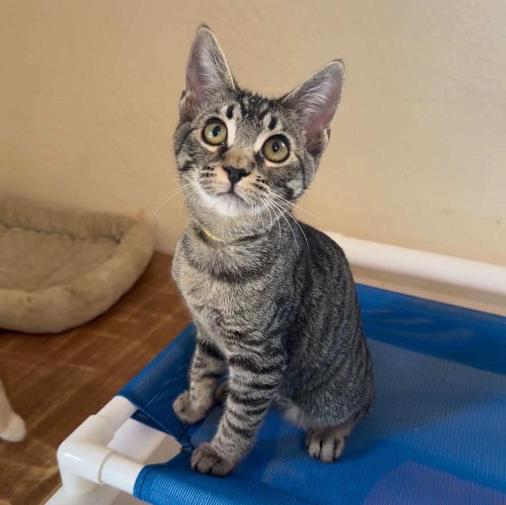Enlarge Neytiri, a Adoptable mixed breed in Cambria, CA image 4/6
