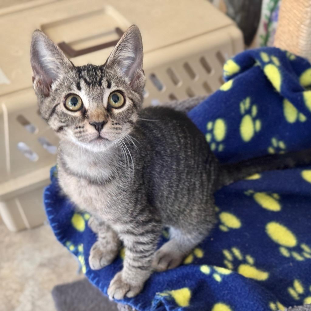 Neytiri, a Adoptable mixed breed in Cambria, CA image 3/3