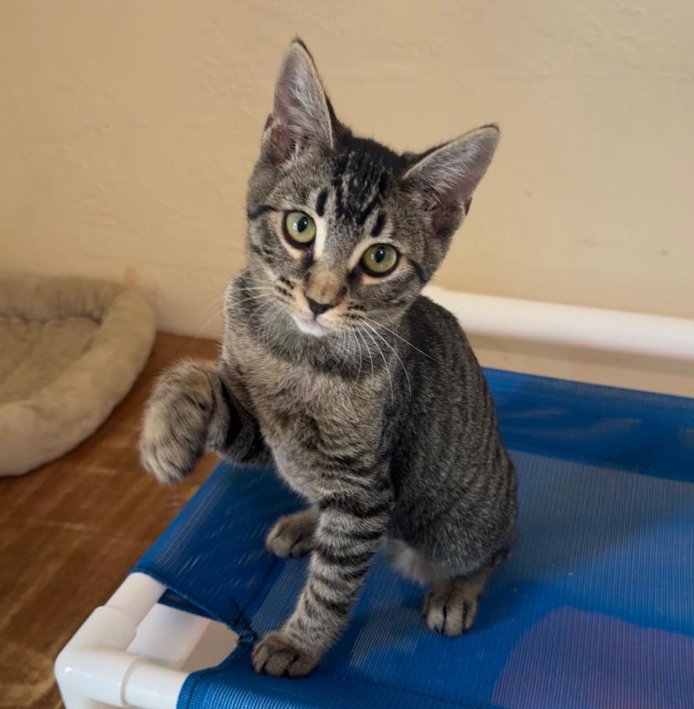 Enlarge Neytiri, a Adoptable mixed breed in Cambria, CA image 6/6
