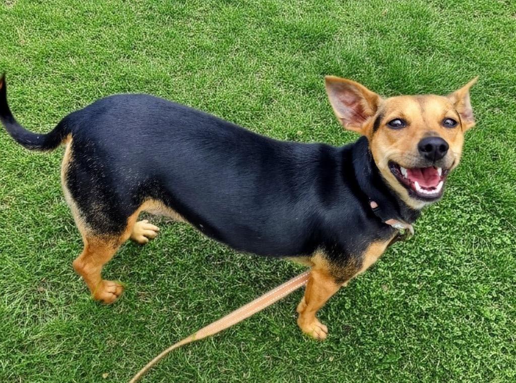 Hershey-17lb Good Girl!, a Adoptable mixed breed in Fort Myers, FL image 1/4