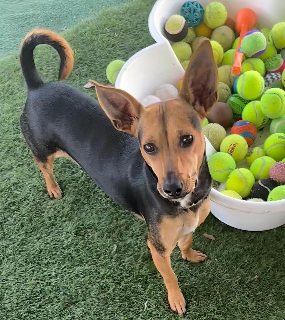 Hershey-17lb Good Girl!, a Adoptable mixed breed in Fort Myers, FL image 2/4
