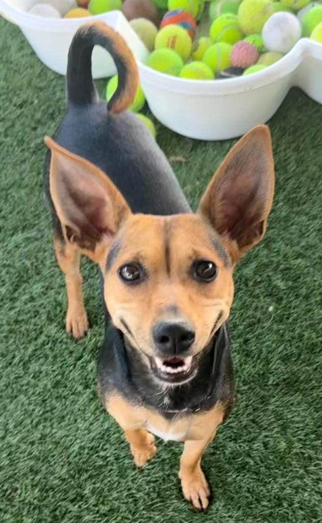 Hershey-17lb Good Girl!, a Adoptable mixed breed in Fort Myers, FL image 3/4