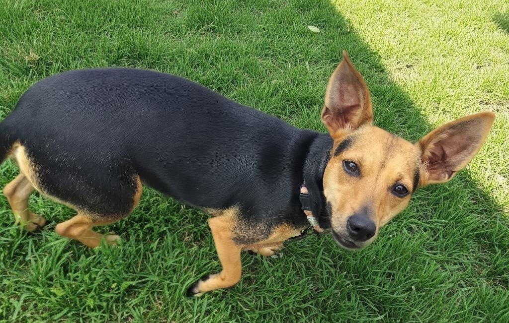 Hershey-17lb Good Girl!, a Adoptable mixed breed in Fort Myers, FL image 4/4