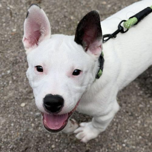 Enlarge Balto, a Adoptable mixed breed in Georgetown, KY image 1/5