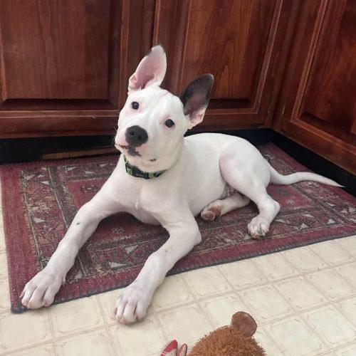 Enlarge Balto, a Adoptable mixed breed in Georgetown, KY image 2/5