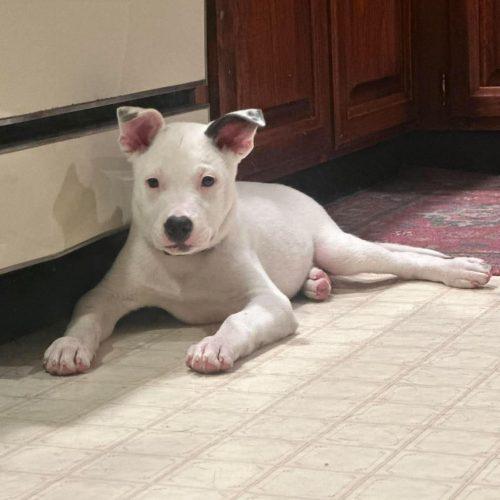 Enlarge Balto, a Adoptable mixed breed in Georgetown, KY image 3/5