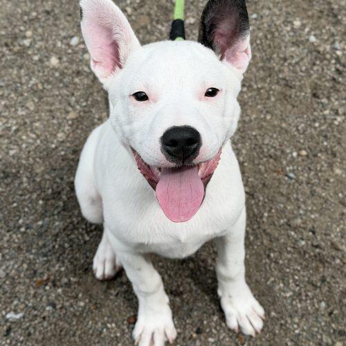 Enlarge Balto, a Adoptable mixed breed in Georgetown, KY image 4/5