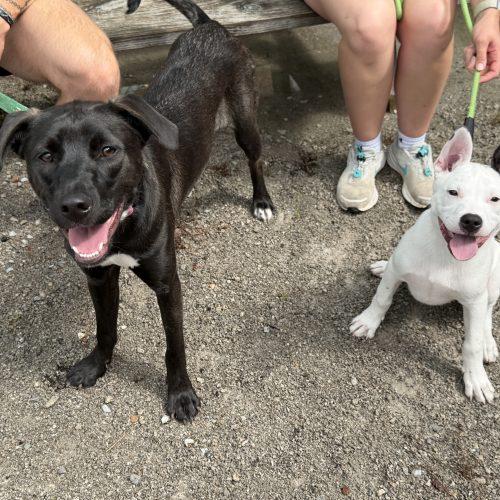 Enlarge Balto, a Adoptable mixed breed in Georgetown, KY image 5/5