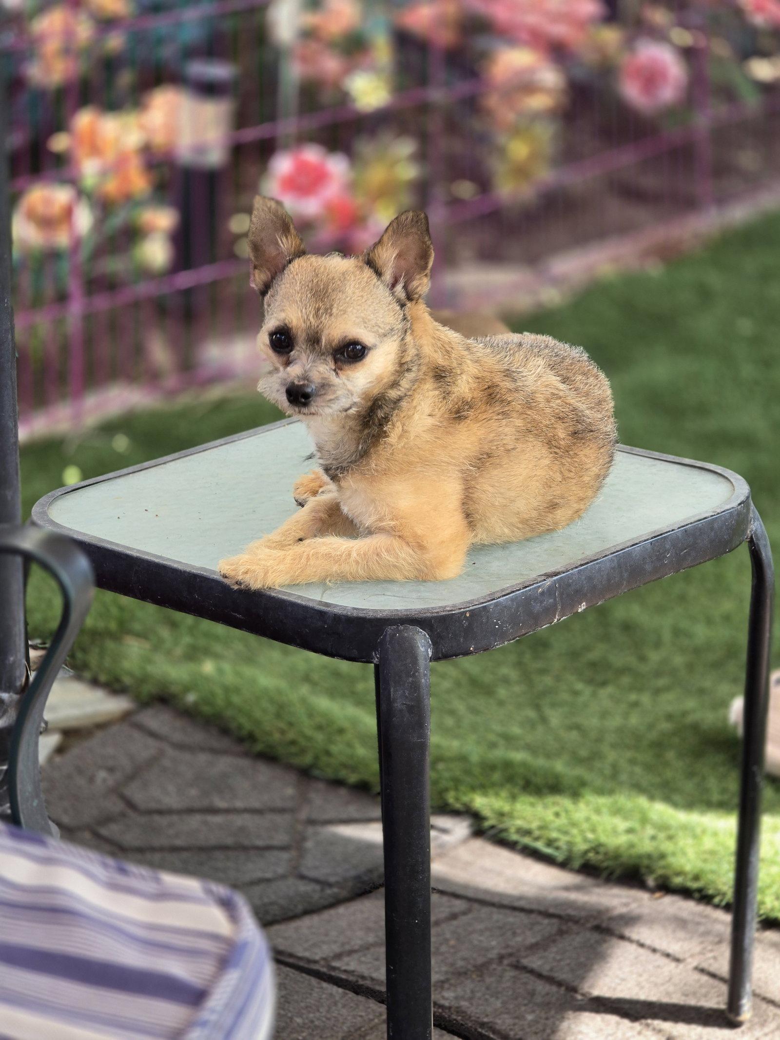 Gavin Ragnaruff, Adoptable, Young Male Terrier.