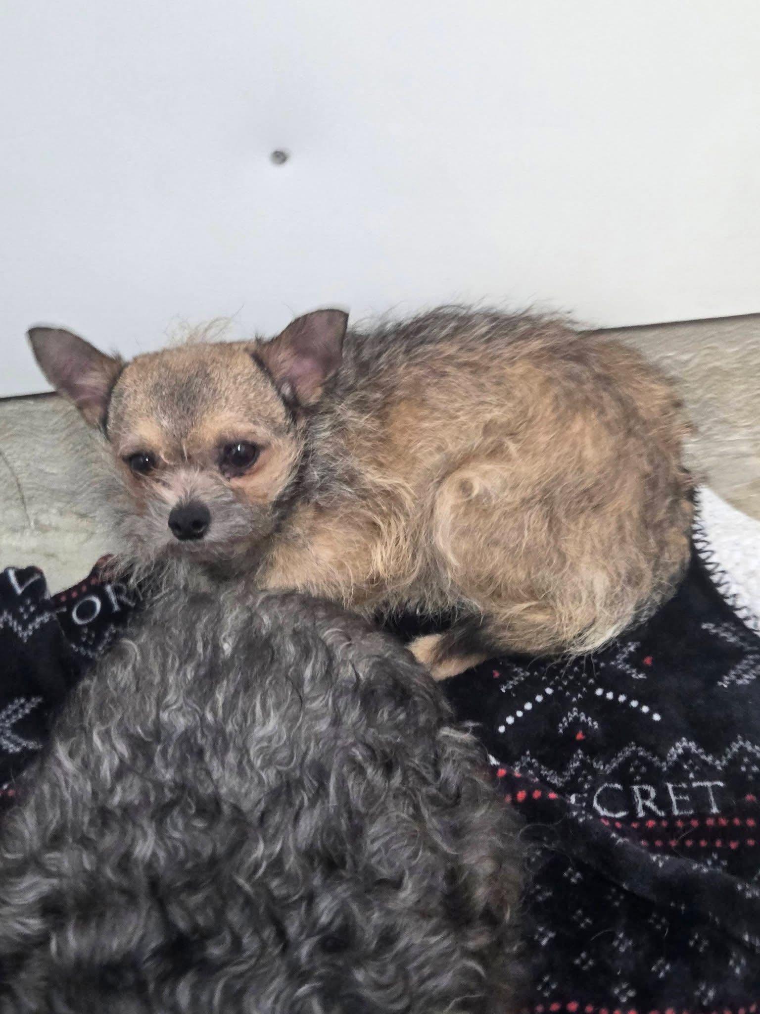 Gavin Ragnaruff, a Adoptable Terrier in Salt Lake City, UT image 2/3
