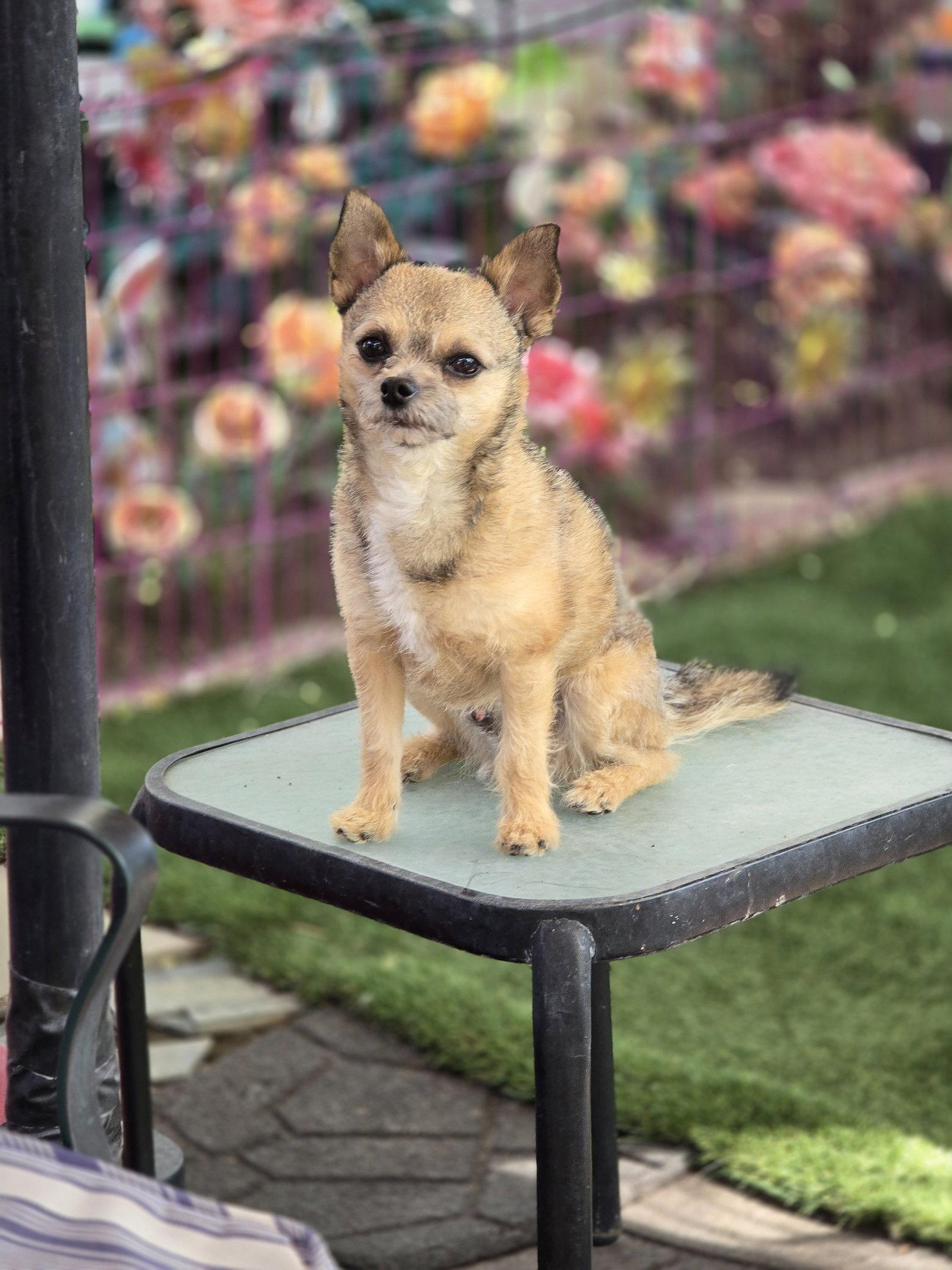 Gavin Ragnaruff, a Adoptable Terrier in Salt Lake City, UT image 3/3