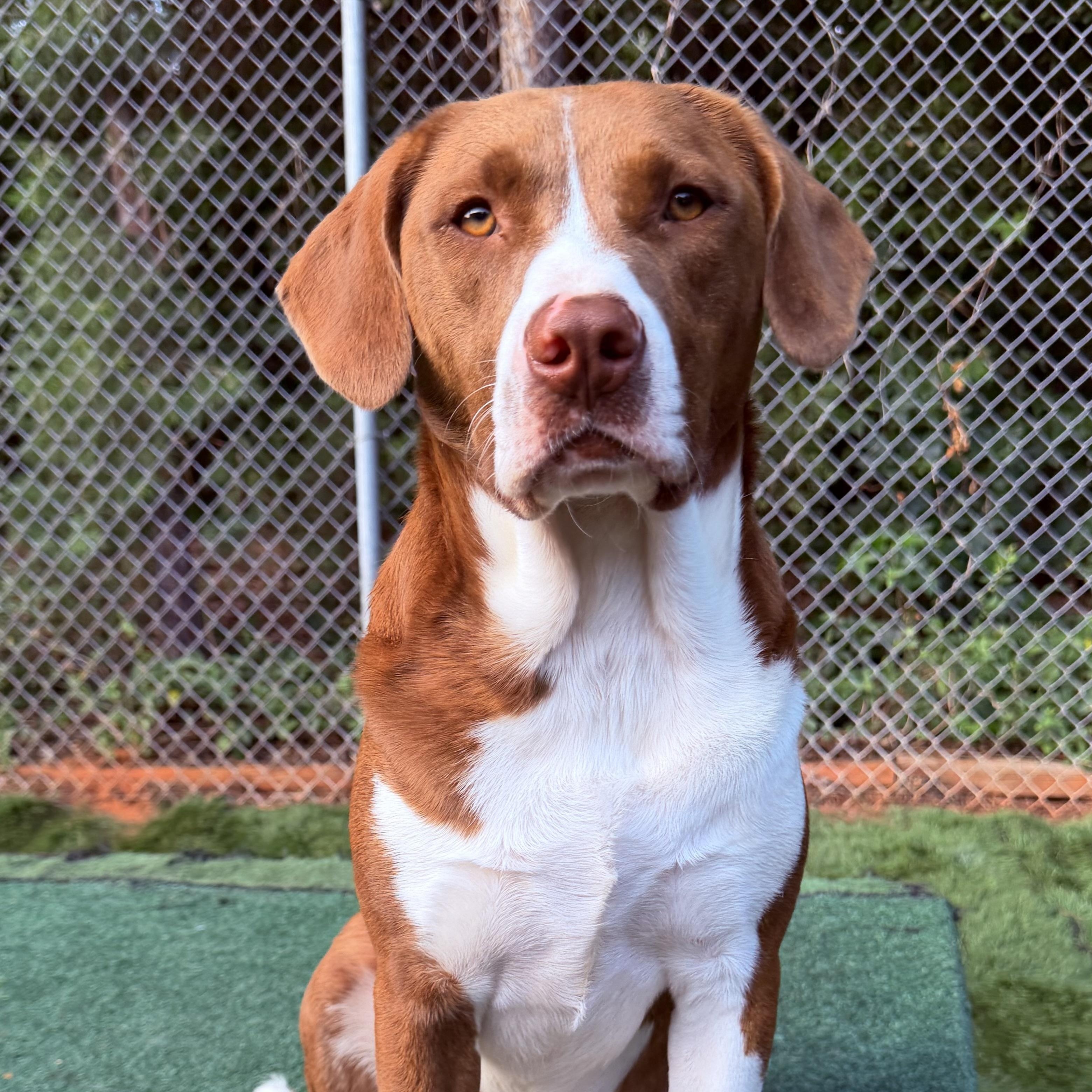 Enlarge Bruiser, an adoptable mixed breed in Charlotte, NC image 1/6
