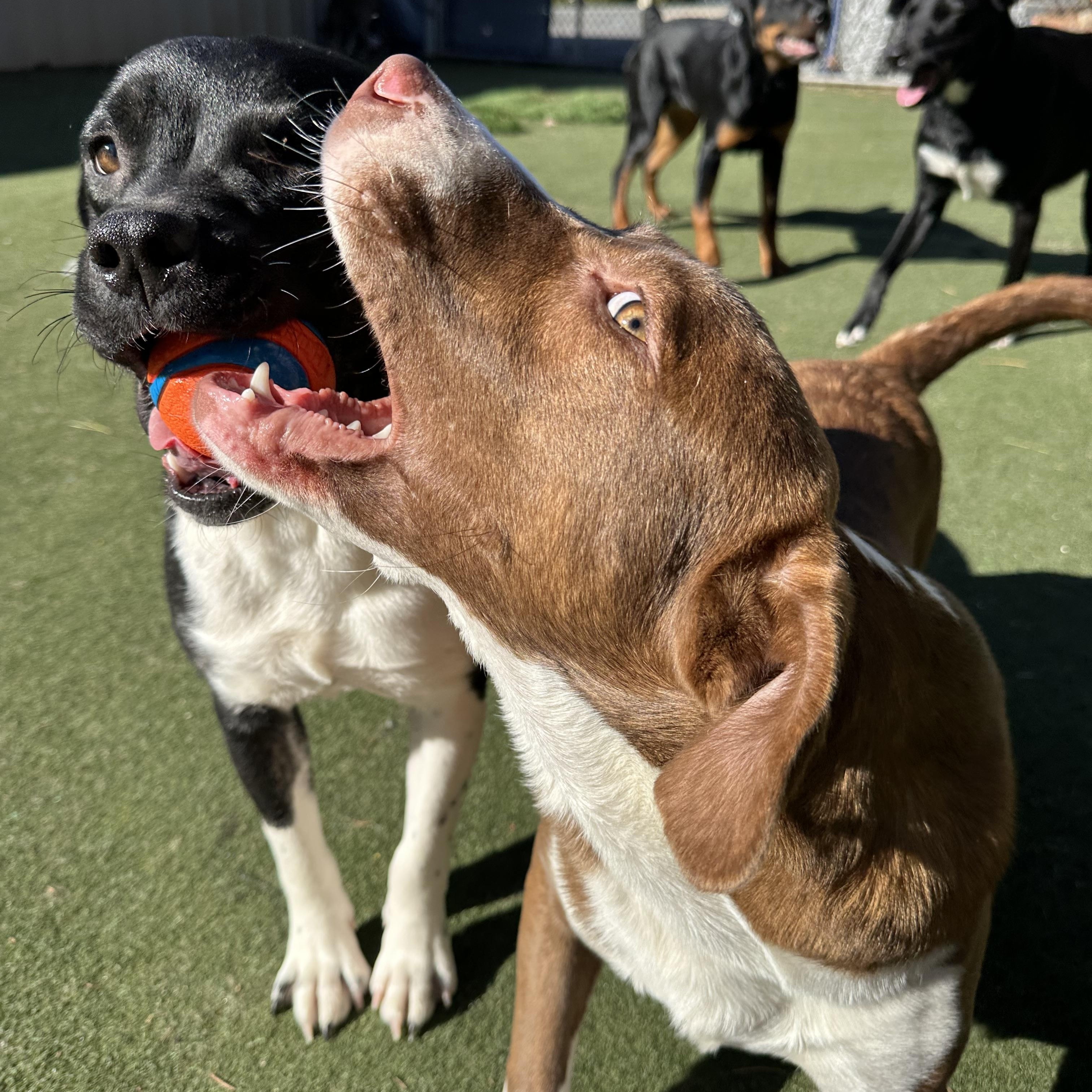 Enlarge Bruiser, an adoptable mixed breed in Charlotte, NC image 5/5