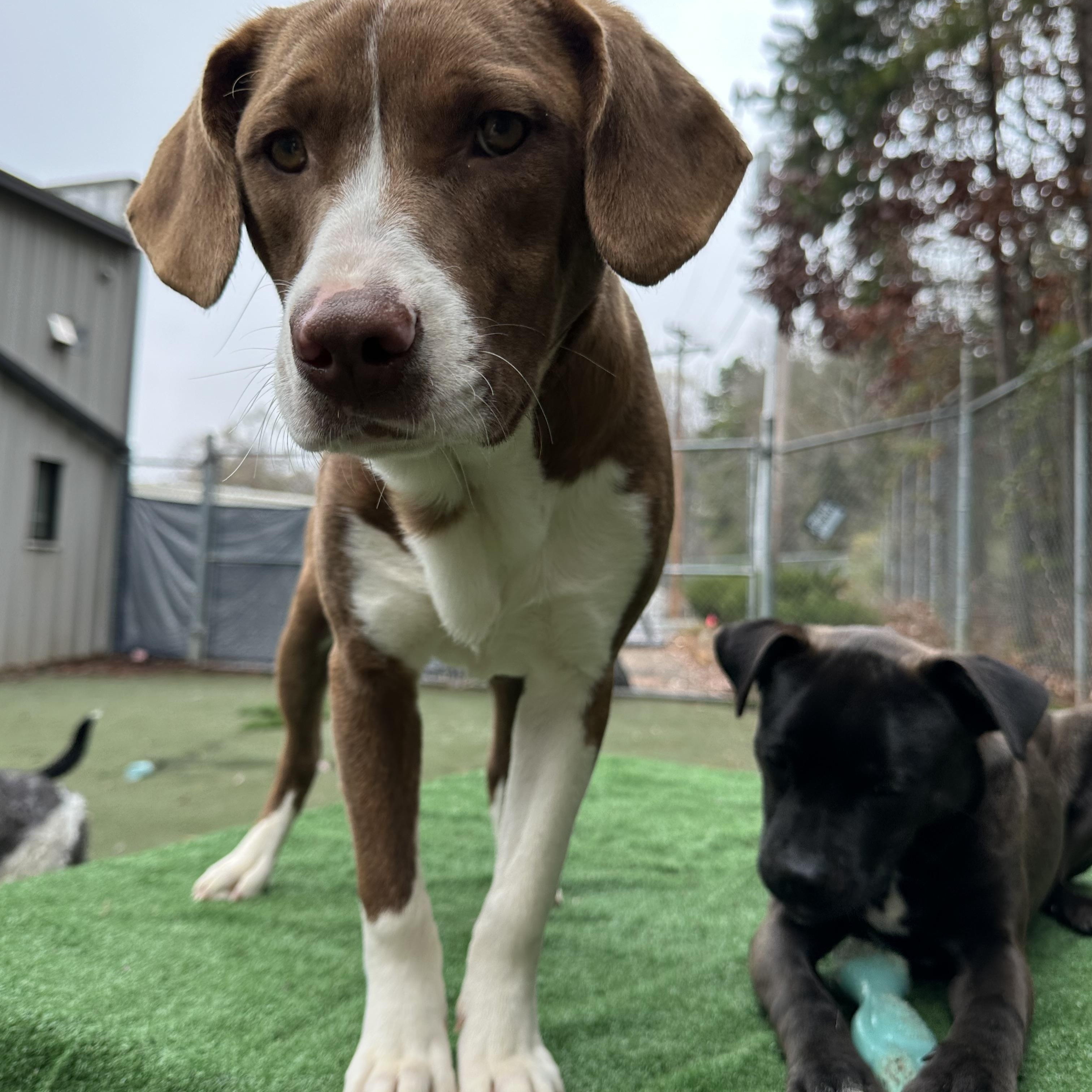 Enlarge Bruiser, an adoptable mixed breed in Charlotte, NC image 3/5