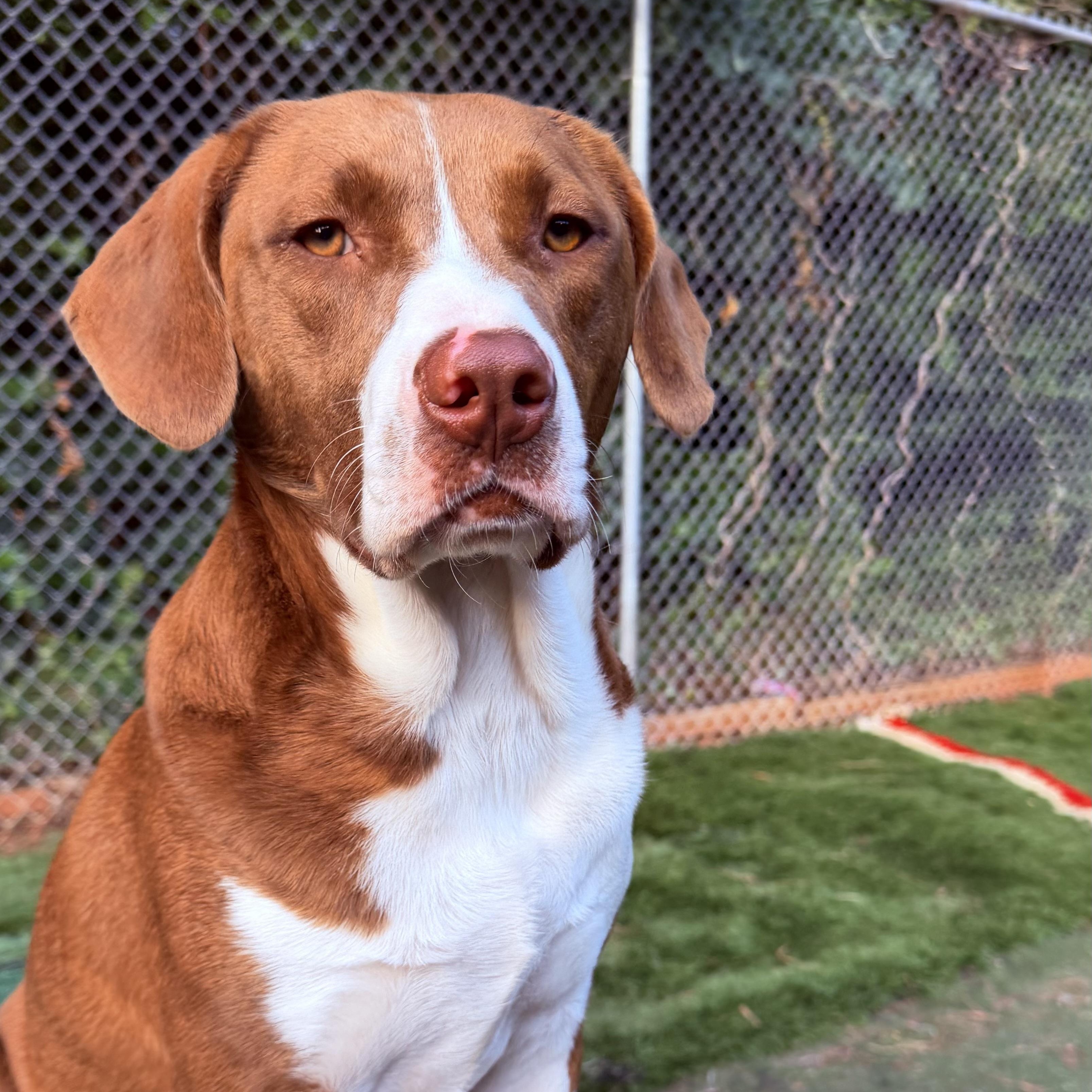 Enlarge Bruiser, an adoptable mixed breed in Charlotte, NC image 6/6