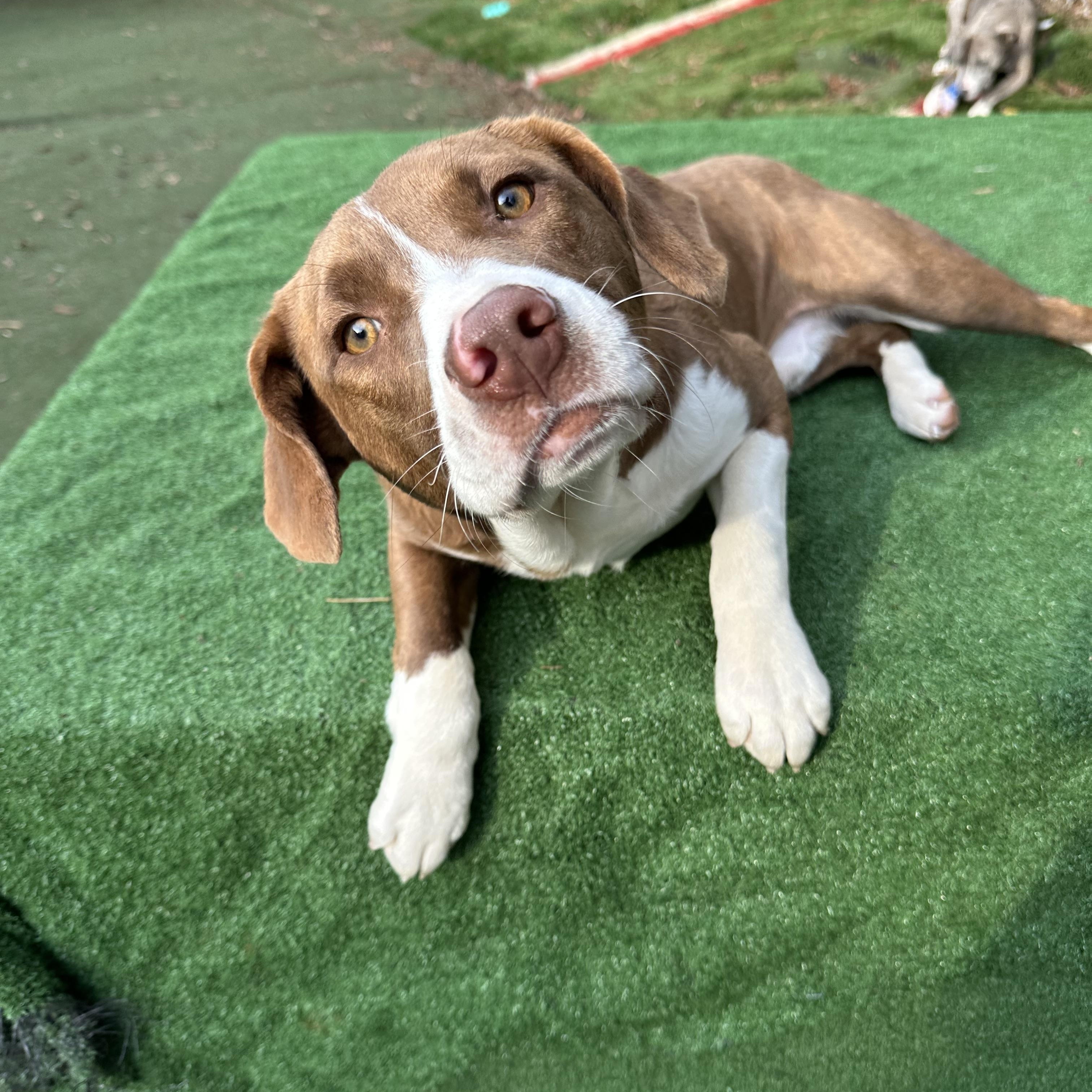 Enlarge Bruiser, an adoptable mixed breed in Charlotte, NC image 4/5