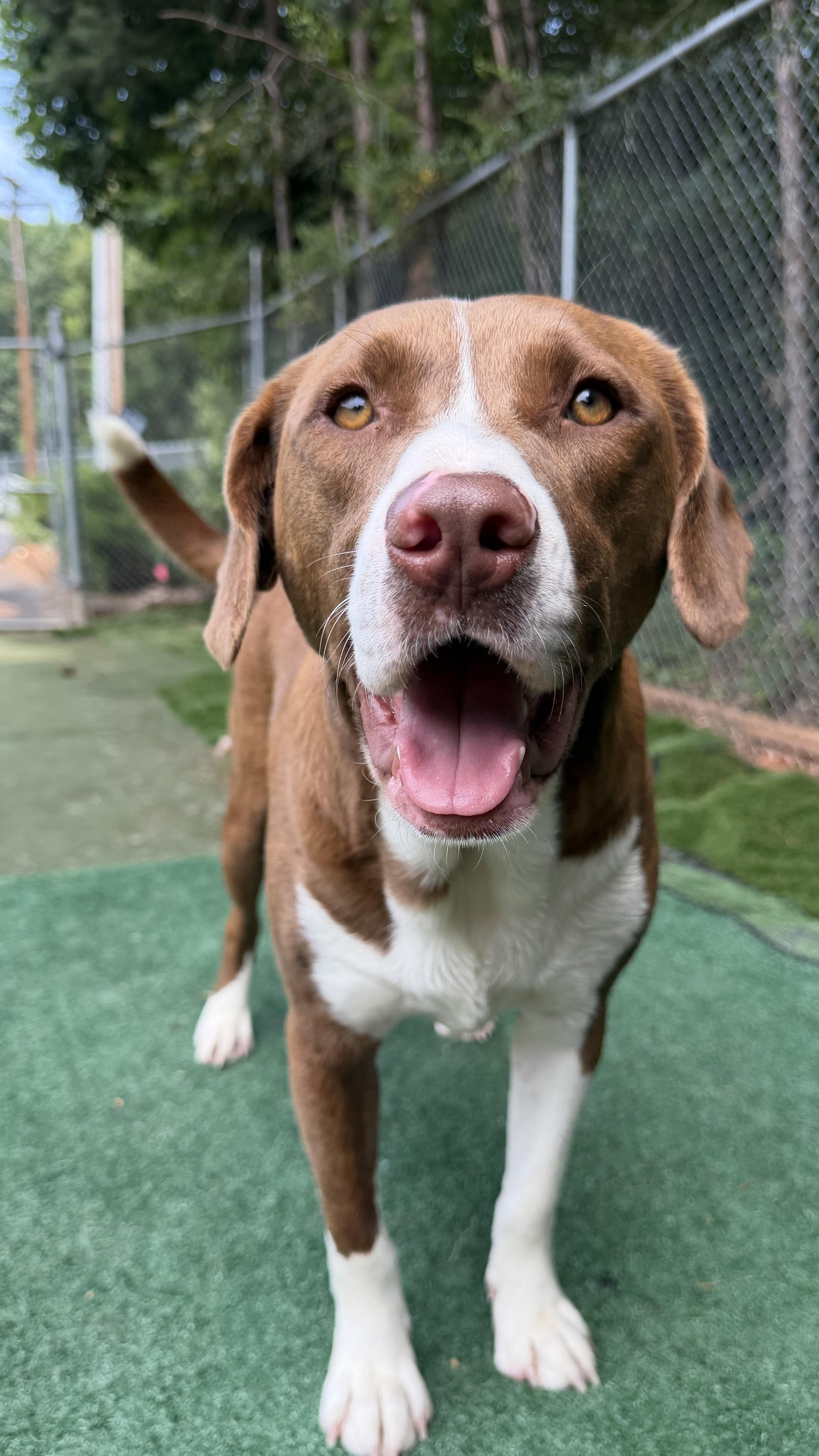 Enlarge Bruiser, an adoptable mixed breed in Charlotte, NC image 3/6
