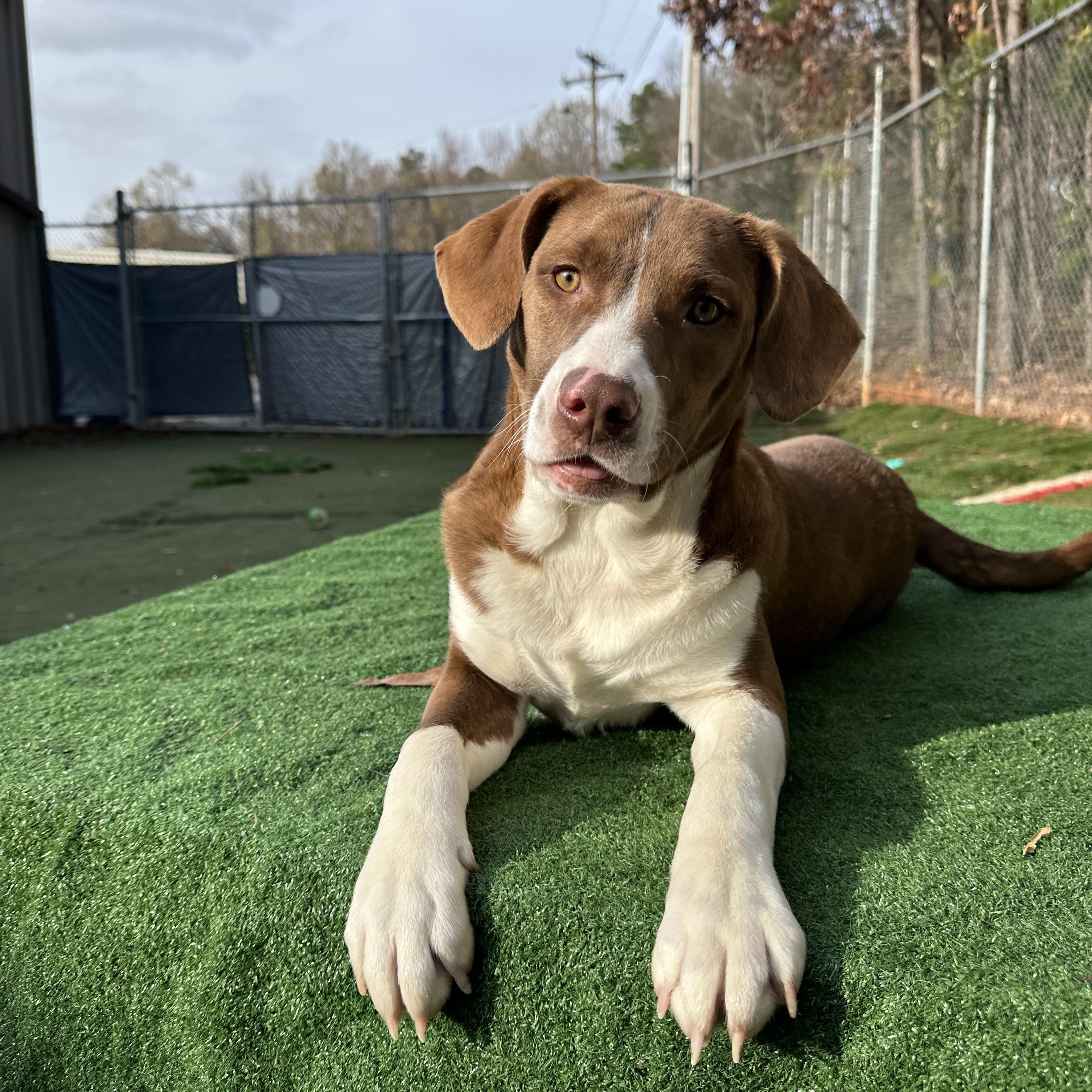 Enlarge Bruiser, an adoptable mixed breed in Charlotte, NC image 1/5