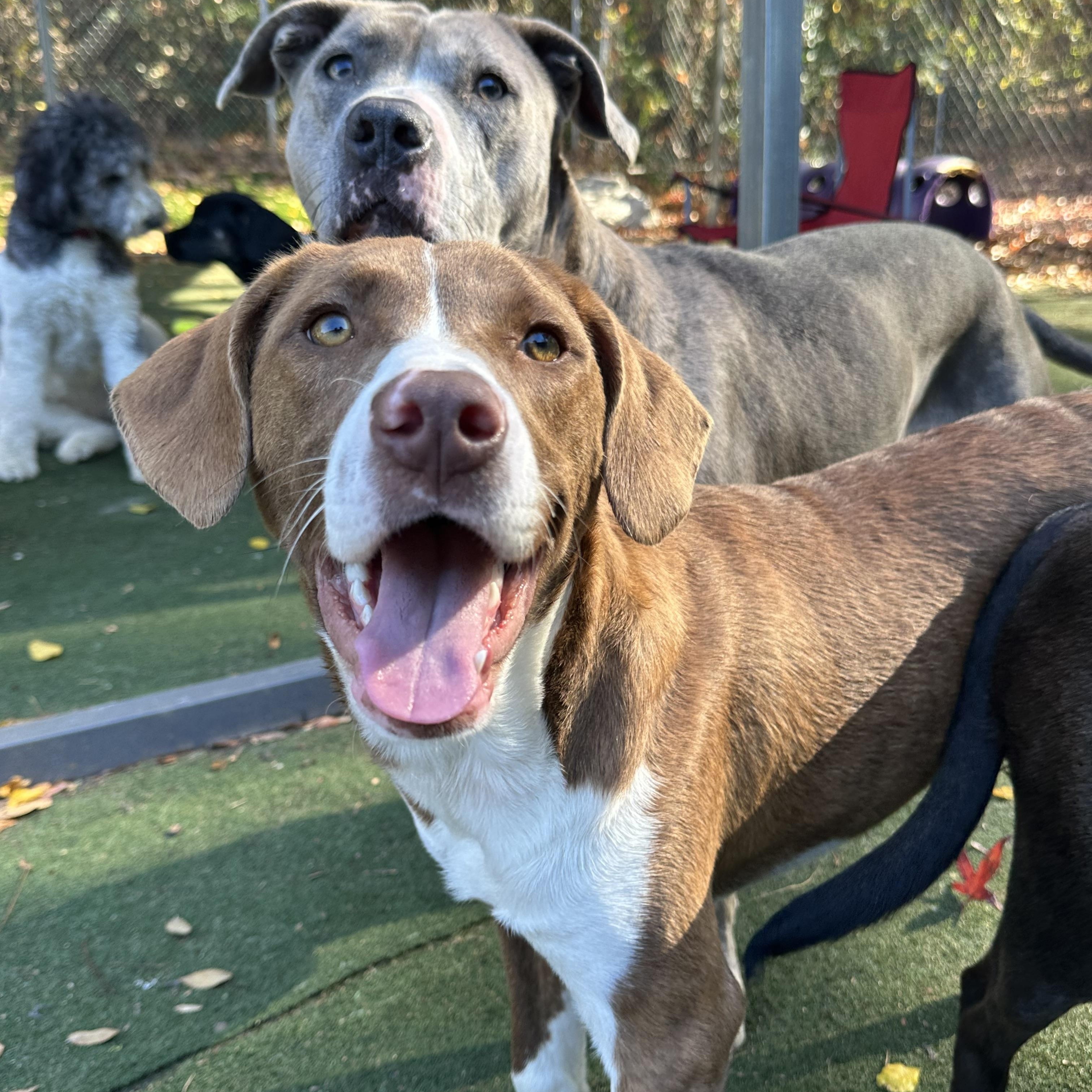 Enlarge Bruiser, an adoptable mixed breed in Charlotte, NC image 2/5