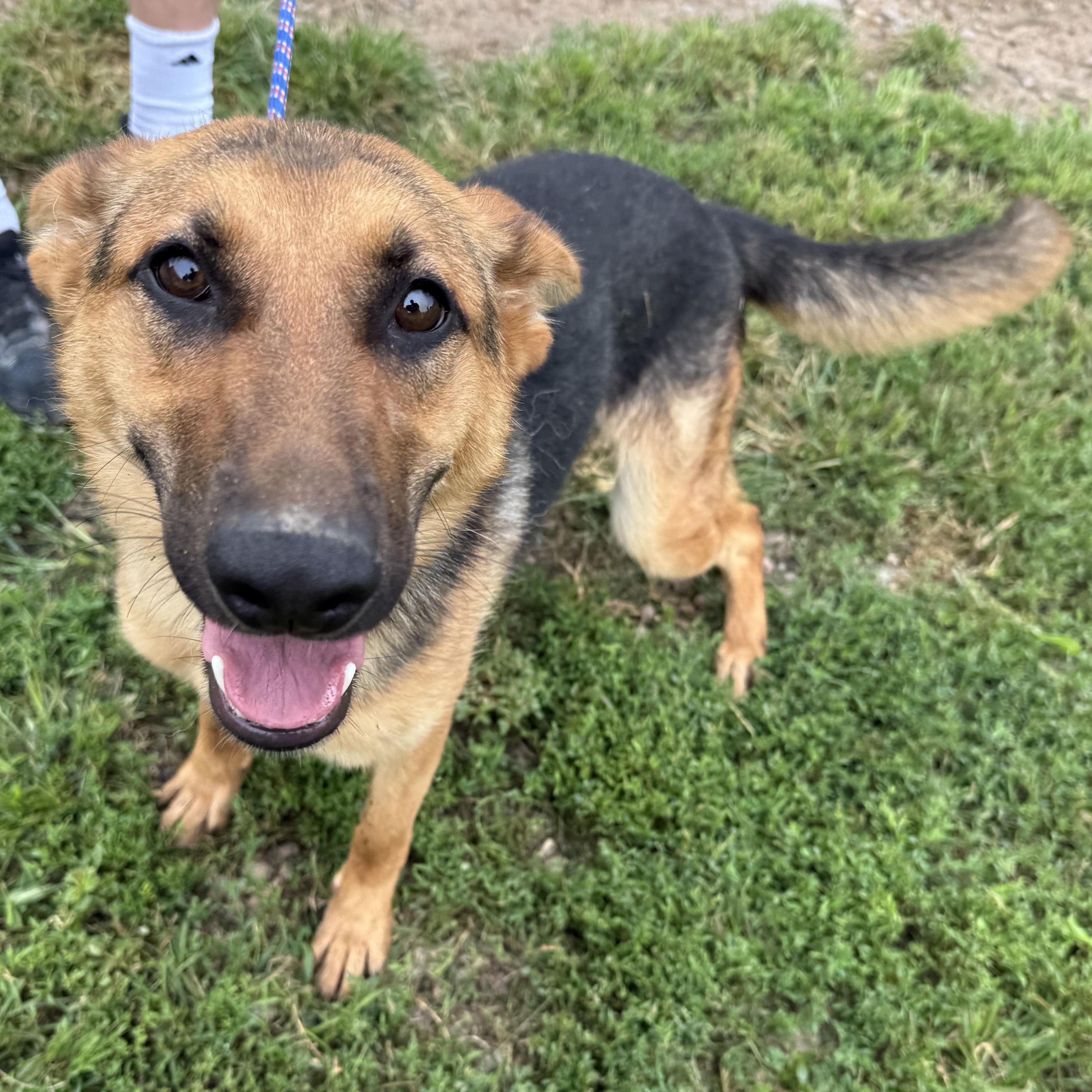 Enlarge Mabel, an adoptable mixed breed in Kearney, NE image 1/1