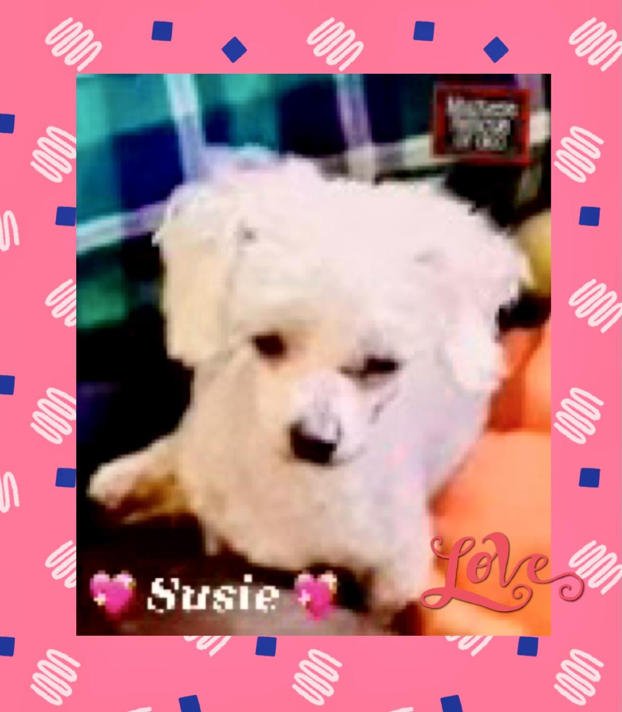 Enlarge Susie, a Adopted Maltese in Oklahoma City, OK image 1/1