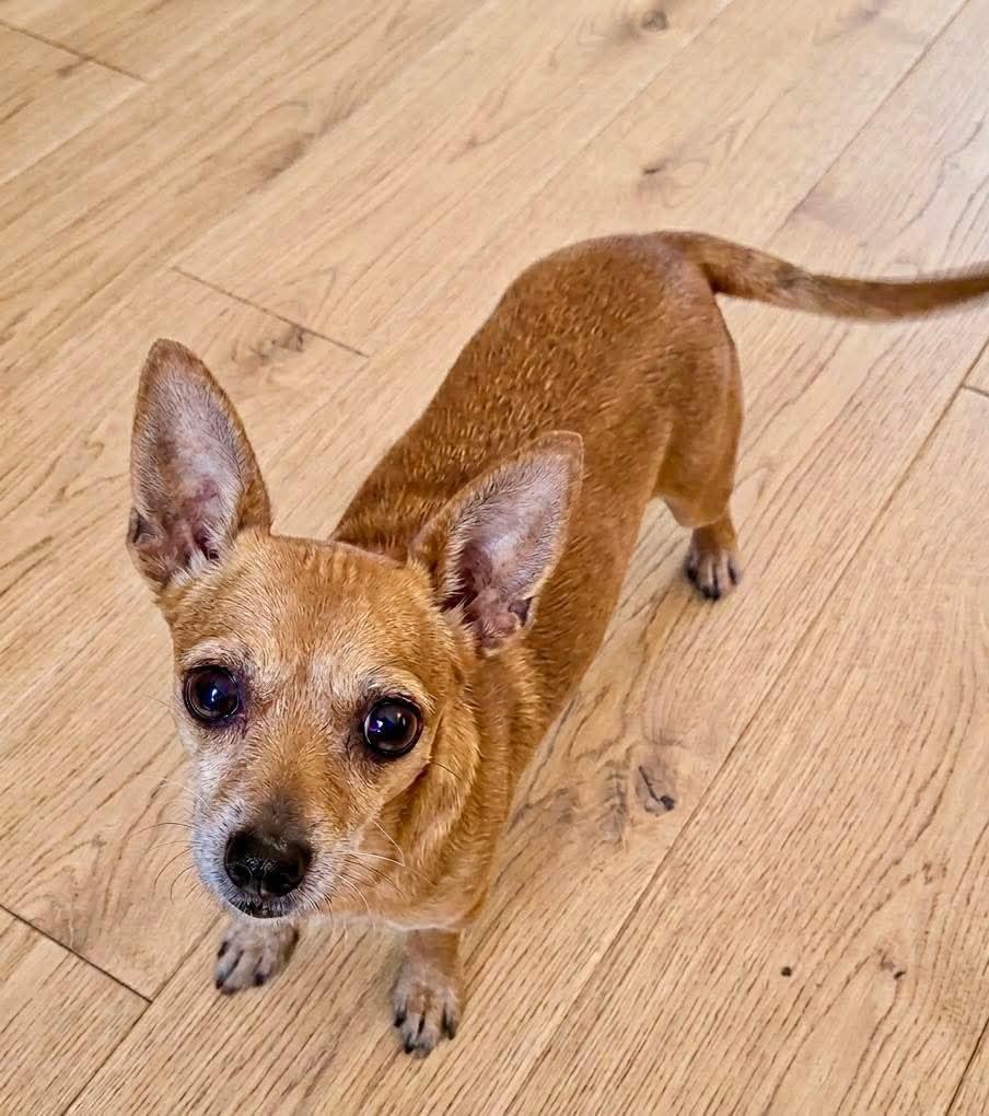 Enlarge Tasha, a Adoptable Chihuahua in Livingston, TX image 1/1