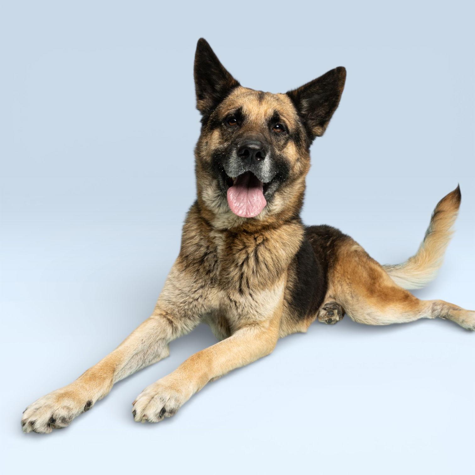 Brutus, Adopted, Senior Male German Shepherd Dog.