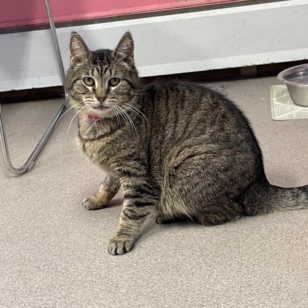 Enlarge Lumina, a Adoptable Domestic Short Hair in Hamburg, NY image 1/2