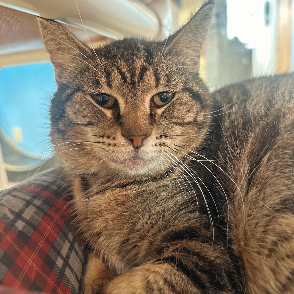 Enlarge Lumina, a Adoptable Domestic Short Hair in Hamburg, NY image 2/2