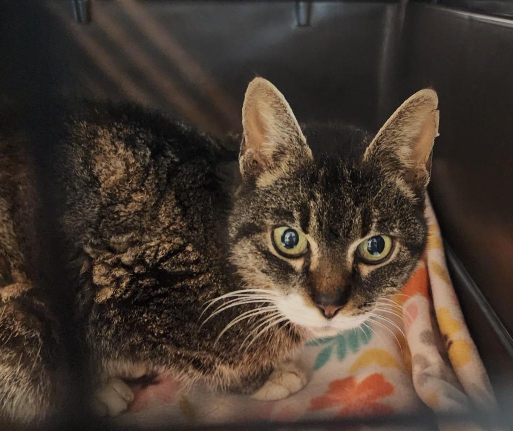 BUMPY, Adoptable, Young Female Domestic Short Hair.