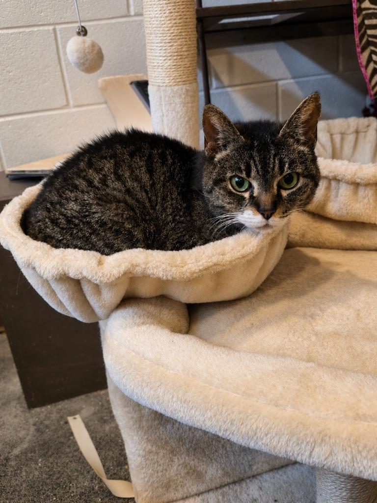 BUMPY, a Adoptable mixed breed in Rome, GA image 2/2