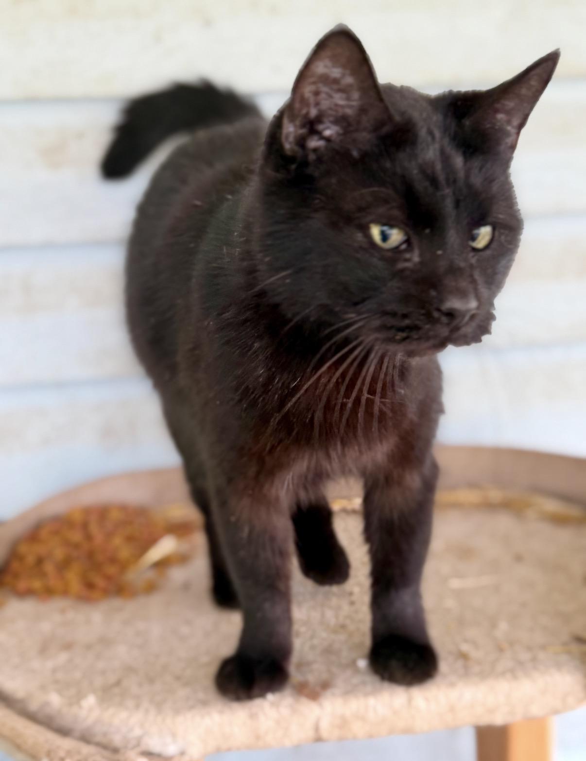 Coal, a ADOPTABLE Domestic Short Hair in Johnson City, TN image 1/2