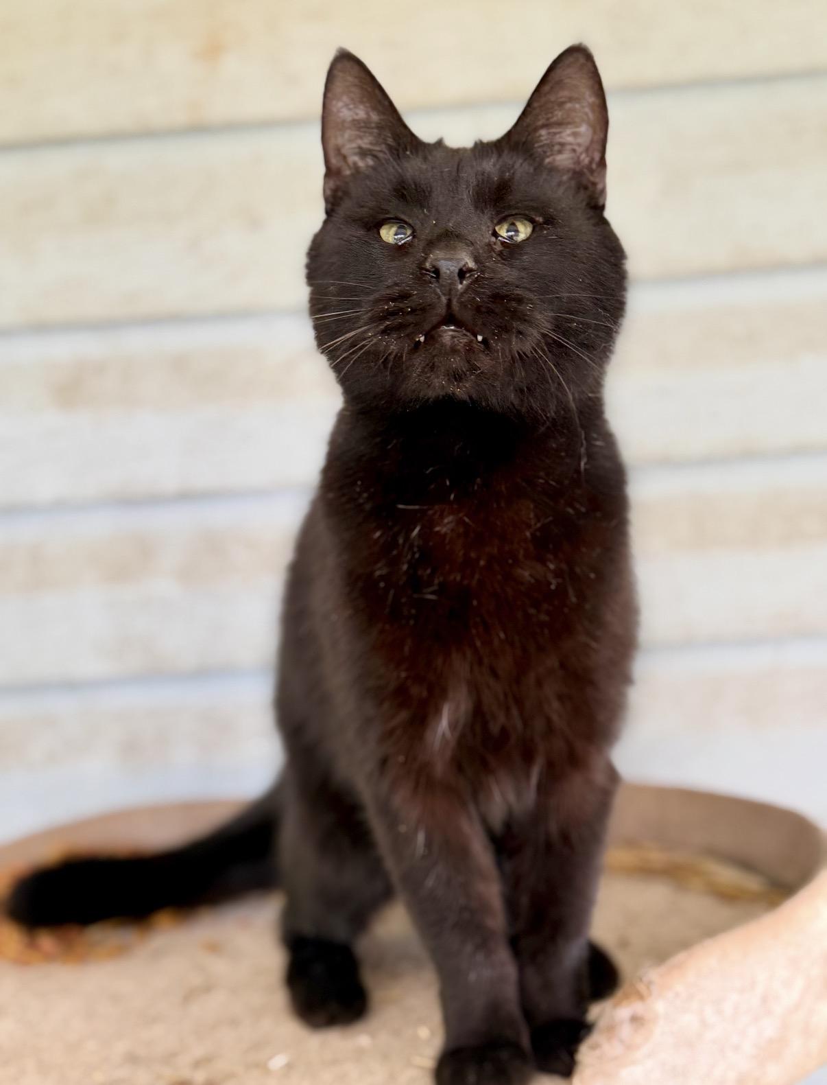 Coal, a ADOPTABLE Domestic Short Hair in Johnson City, TN image 2/2