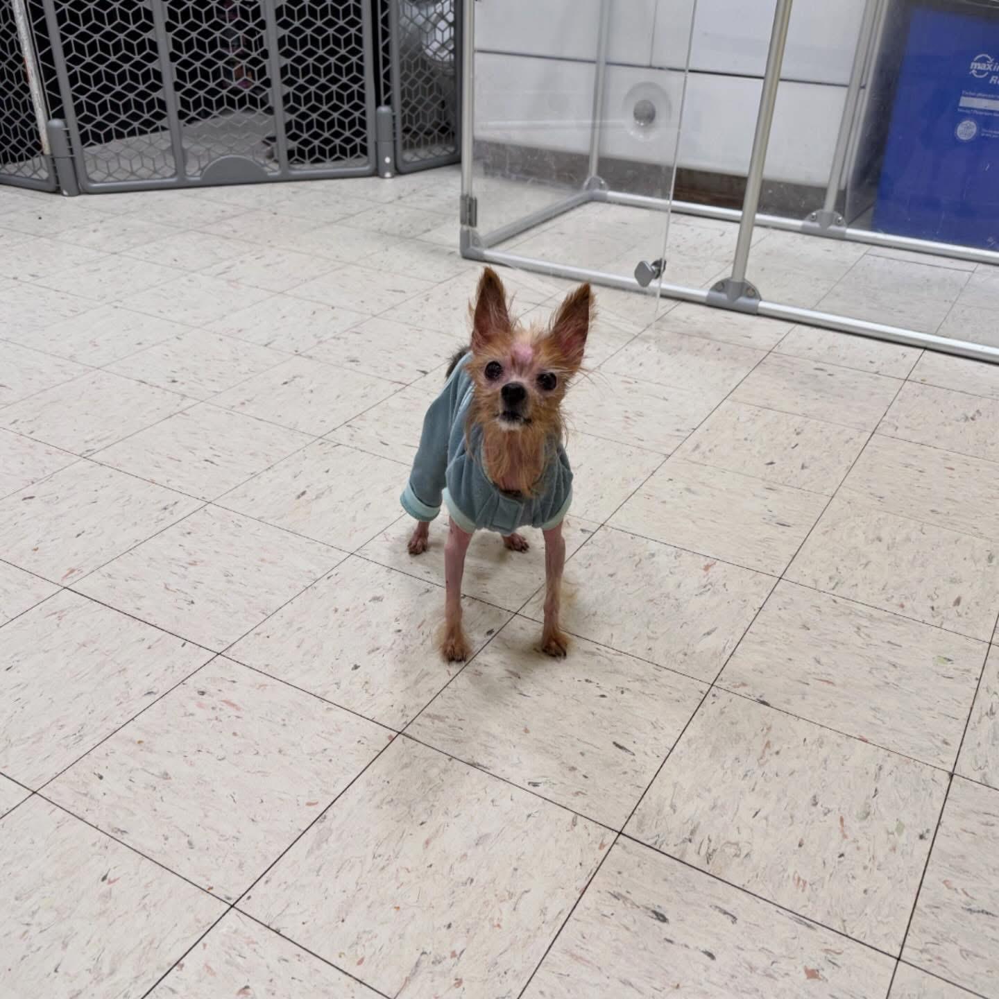 Enlarge Marlin, an adopted mixed breed in Foster, RI image 4/6