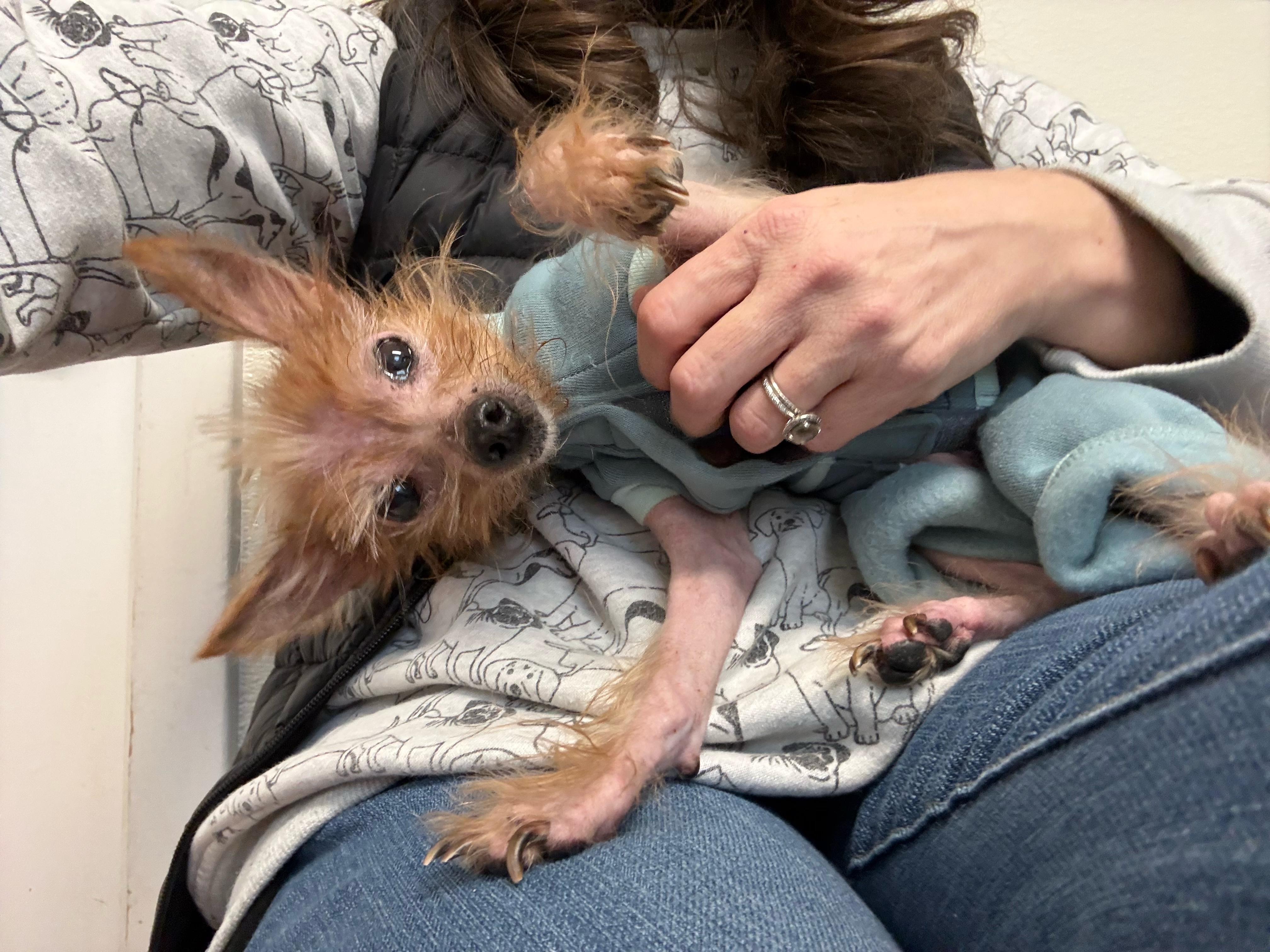 Enlarge Marlin, an adopted mixed breed in Foster, RI image 6/6