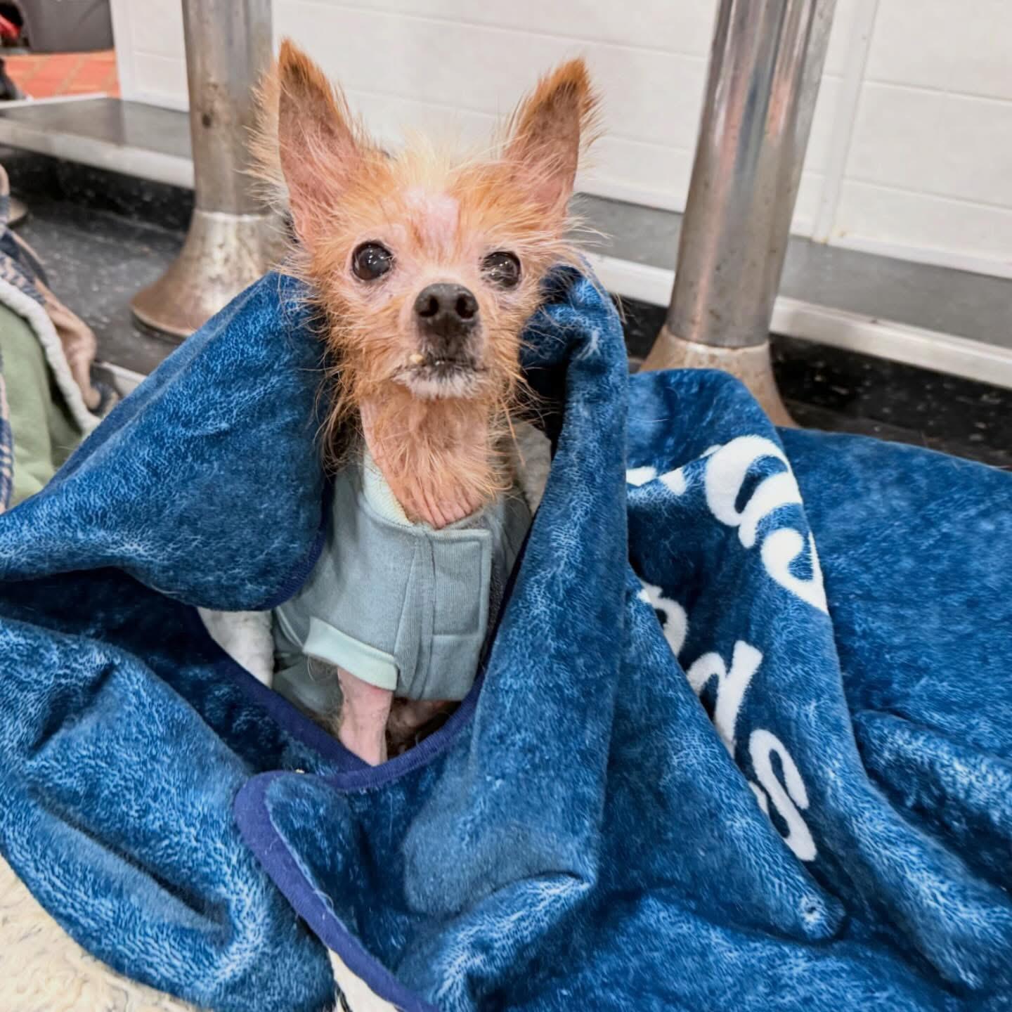 Enlarge Marlin, an adopted mixed breed in Foster, RI image 2/6