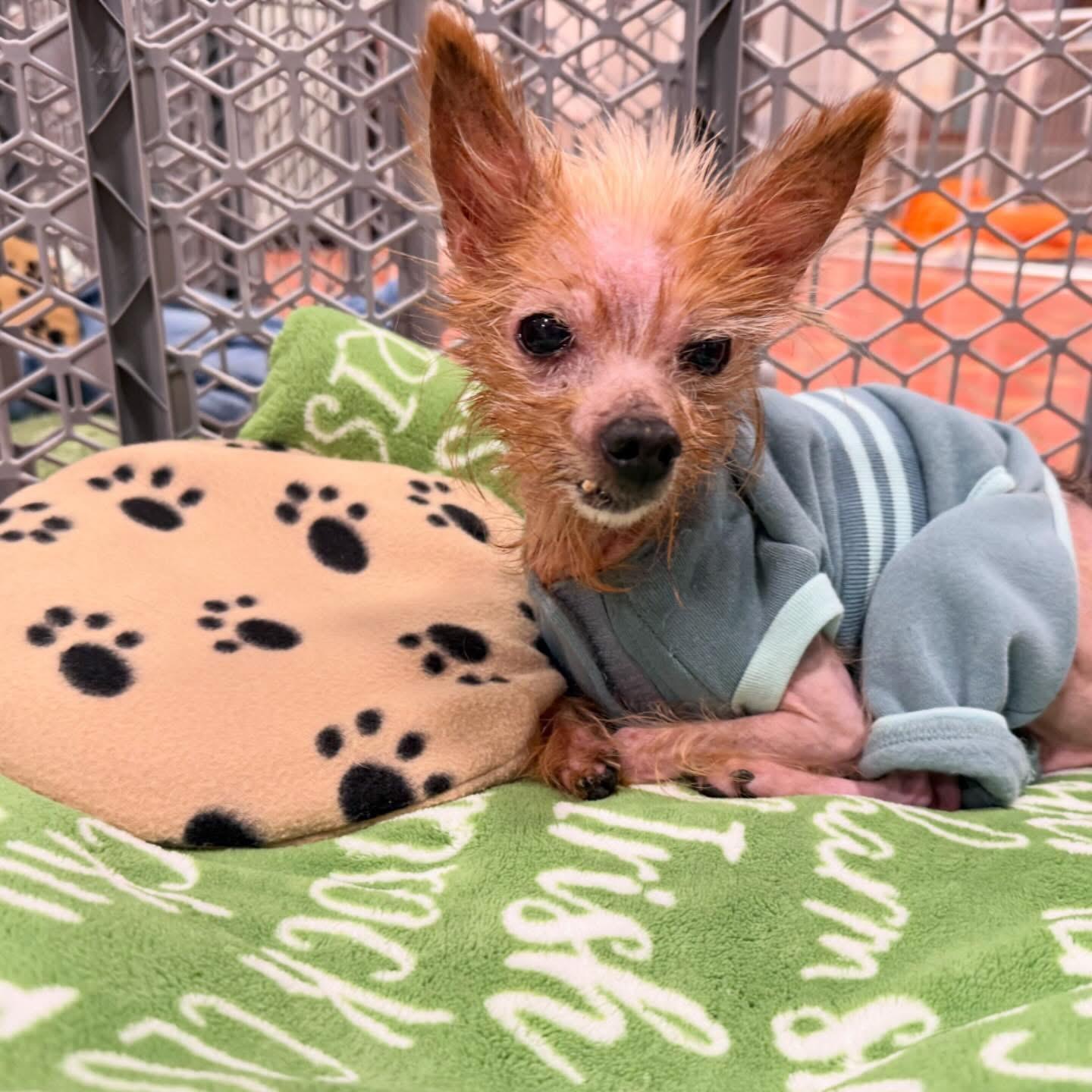 Enlarge Marlin, an adopted mixed breed in Foster, RI image 5/6