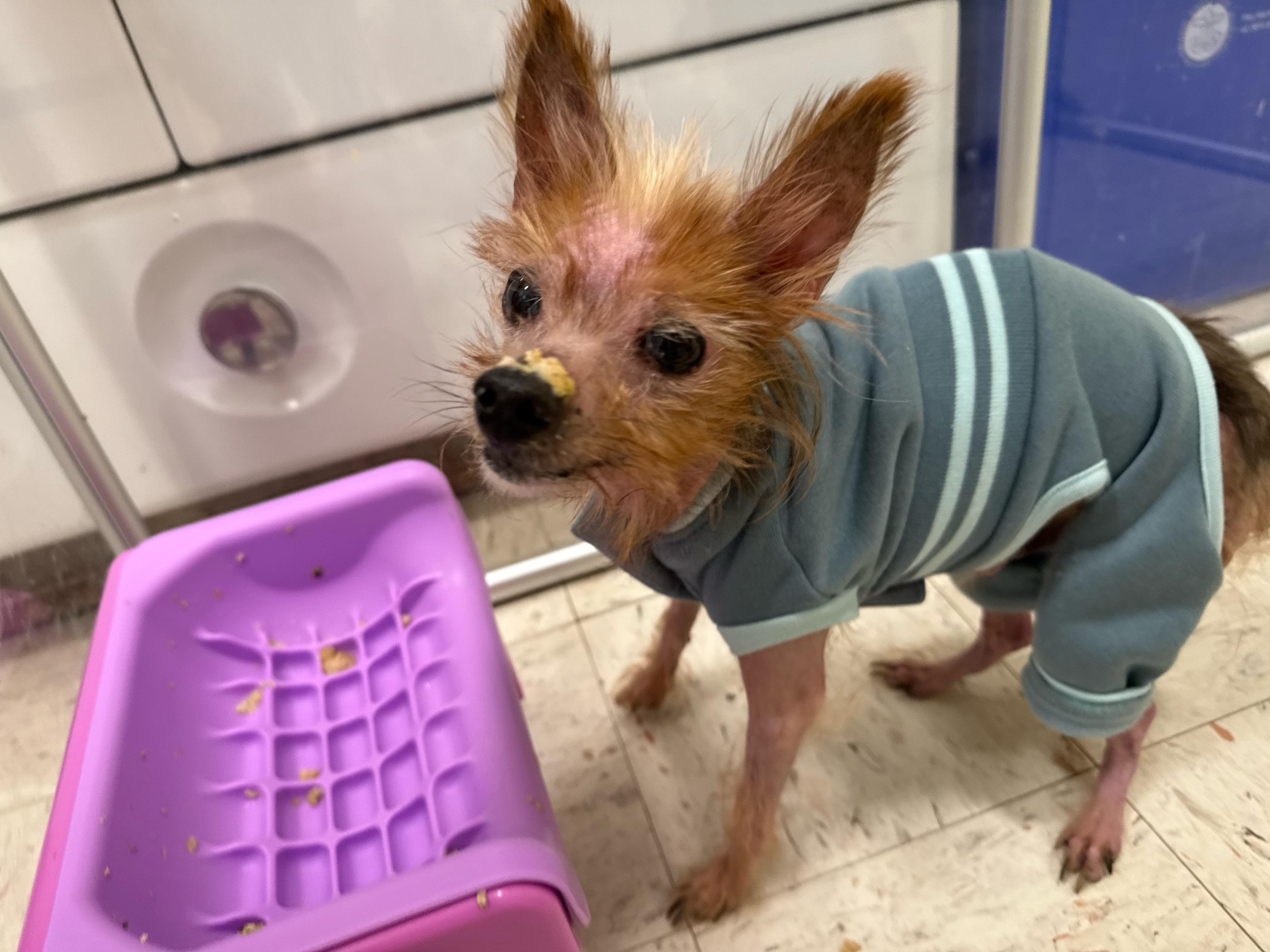 Enlarge Marlin, an adopted mixed breed in Foster, RI image 3/6