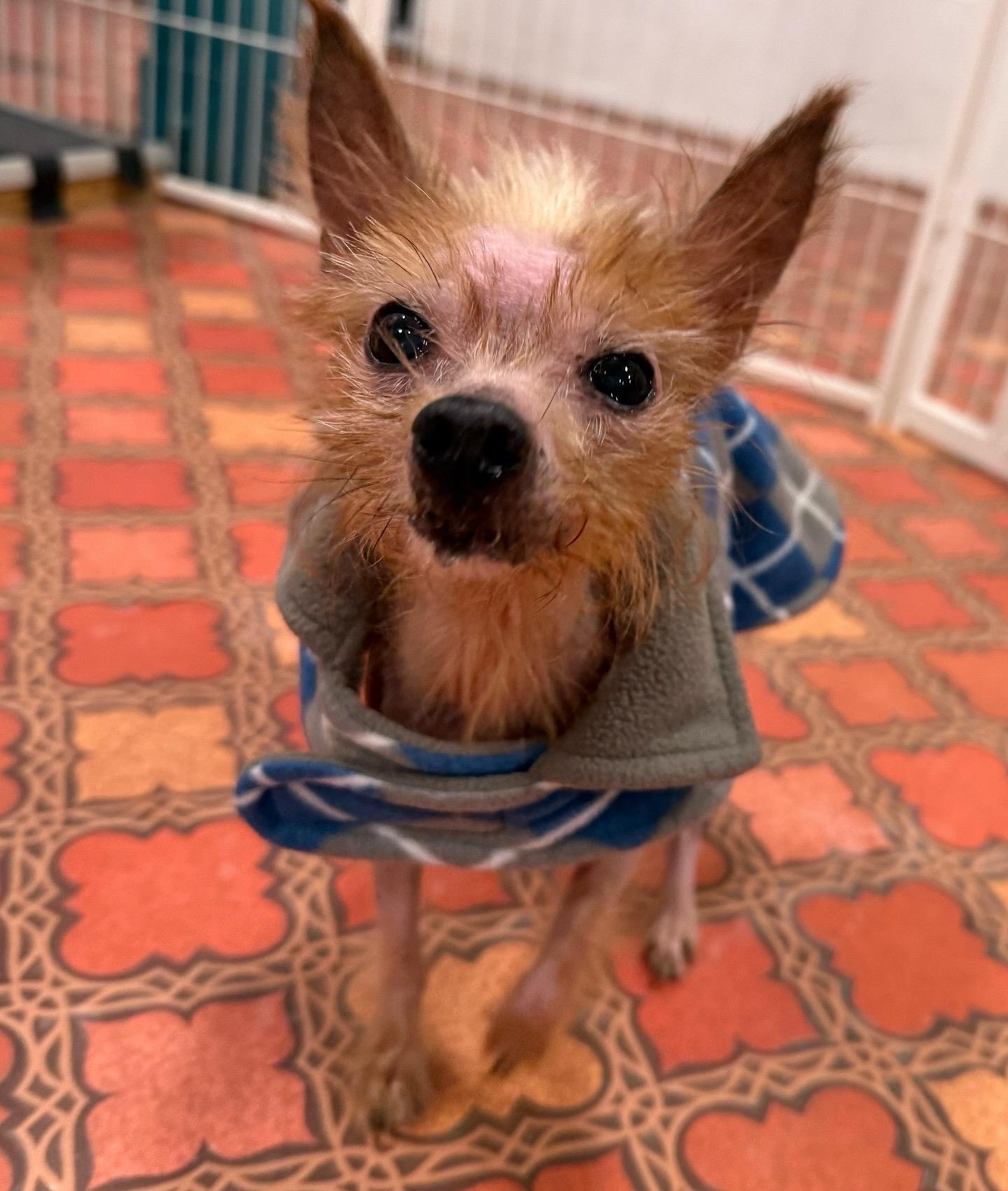 Marlin, ADOPTABLE, Senior Male Yorkshire Terrier & Chihuahua.