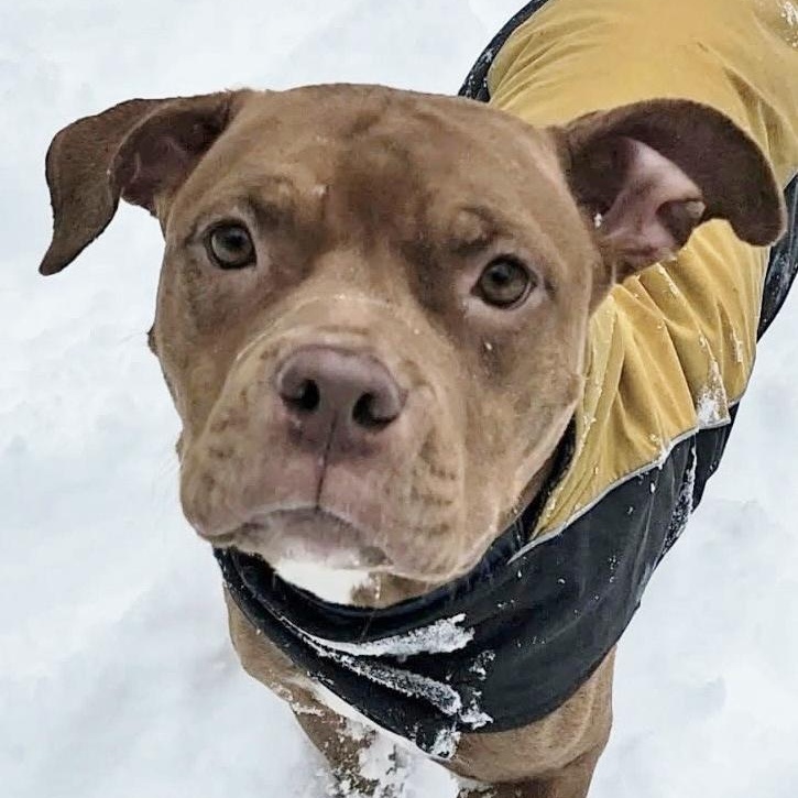 Enlarge Honey, a ADOPTABLE Pit Bull Terrier in Traverse City, MI image 1/1