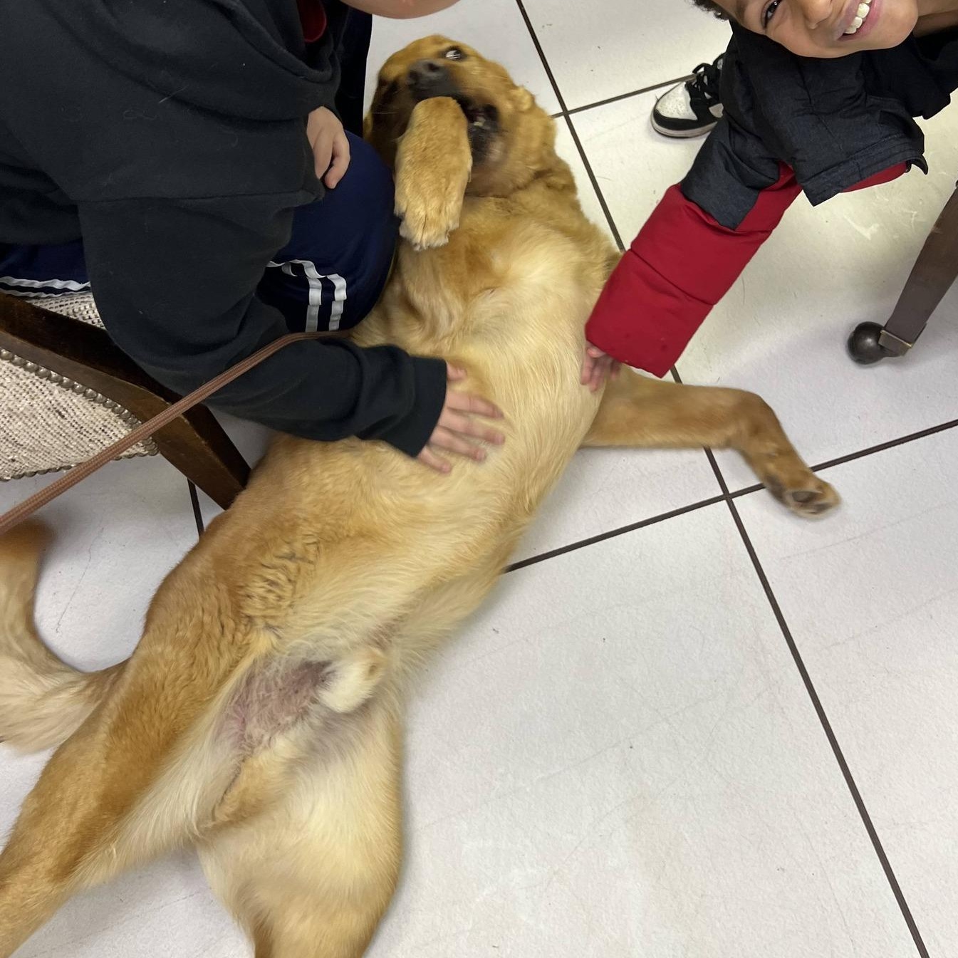 Ruger- A Senior Goldador, adopted, Senior Male Golden Retriever & Labrador Retriever.