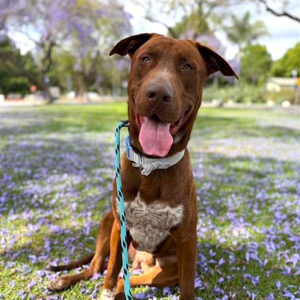 Enlarge MALACHITE, a Adoptable mixed breed in Long Beach, CA image 1/1